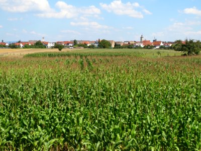 20130817Altlussheim