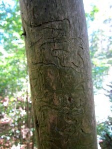 20130801Hochsitz_Schwetzinger_Hardt7