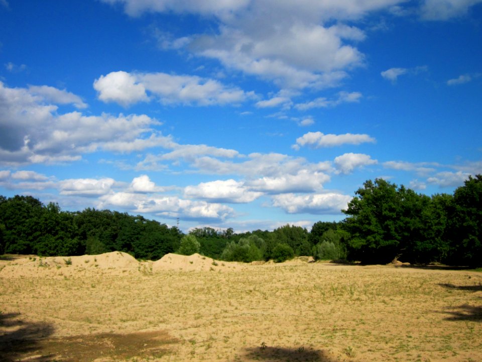 20130731Duene_Speyrer_Wald2