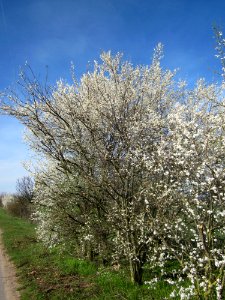 20130414Prunus_cerasifera_Reilingen11