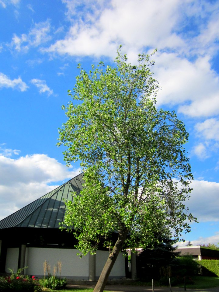 20130731Tulpenbaum_Speyer1