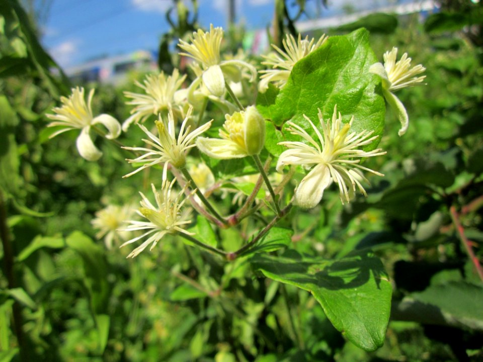 20130721Clematis_vitalba