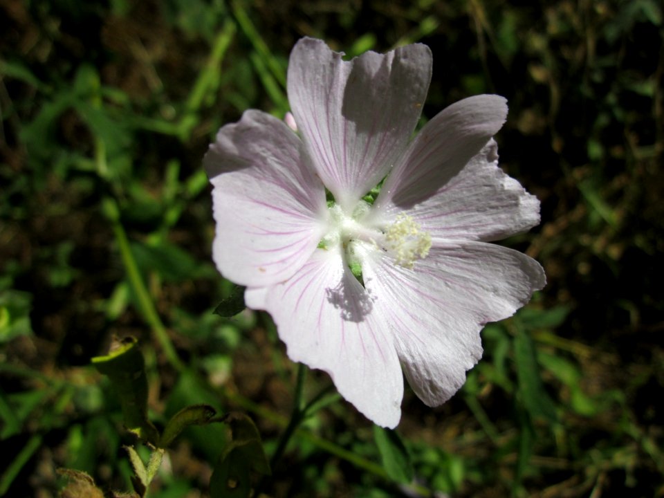 20130801Malve_Schwetzinger_Hardt2