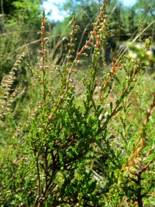 20130816Calluna_vulgaris