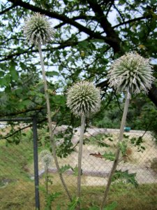 20130731Echinops_sphaerocephalus1