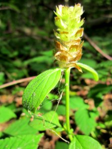 20130731Speyrer_Wald25