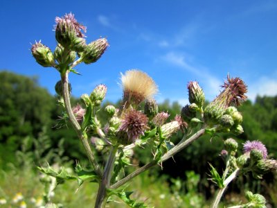20130720Cirsium_arvense