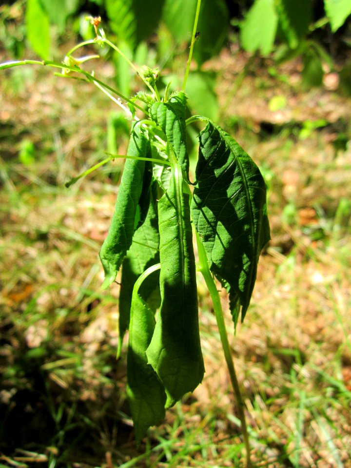 20130801Springkraut_Schwetzinger_Hardt2