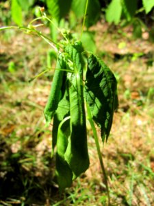 20130801Springkraut_Schwetzinger_Hardt2