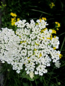 20130731Daucus_carota2