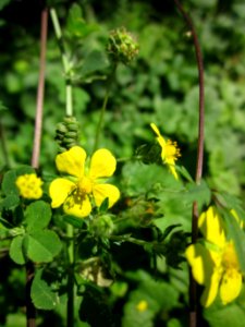 20130617Fingerkraut_Schwetzinger_Hardt2