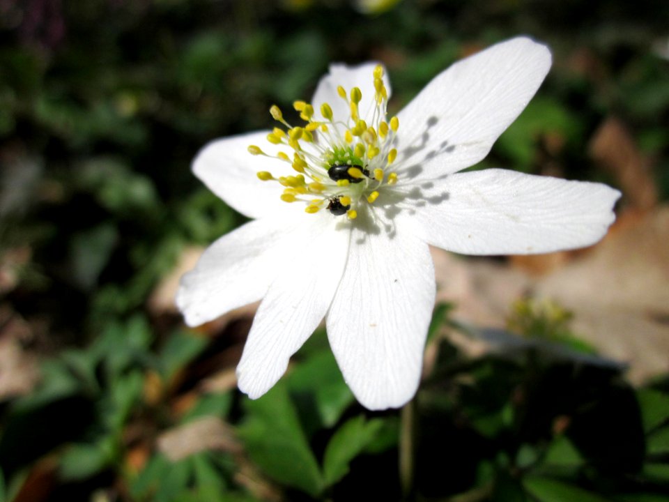 20130414Untere_Lusshart08
