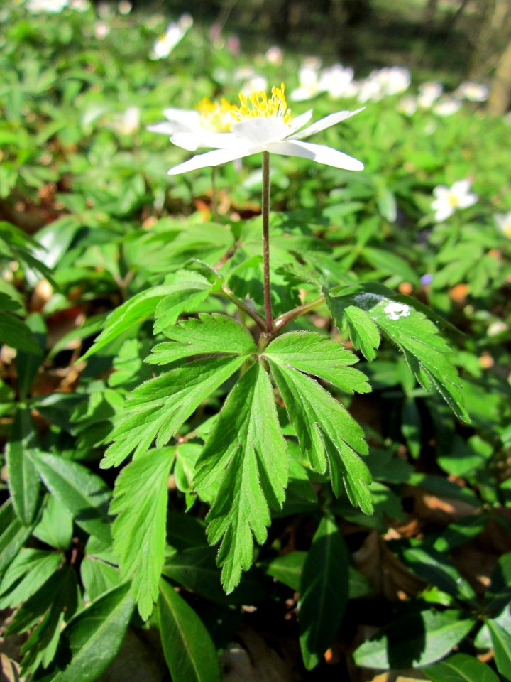 20130414Untere_Lusshart15