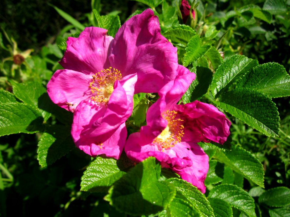 20130617Rose_Schwetzinger_Hardt7