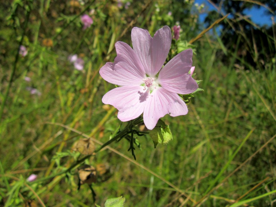 20130801Malve_Schwetzinger_Hardt7