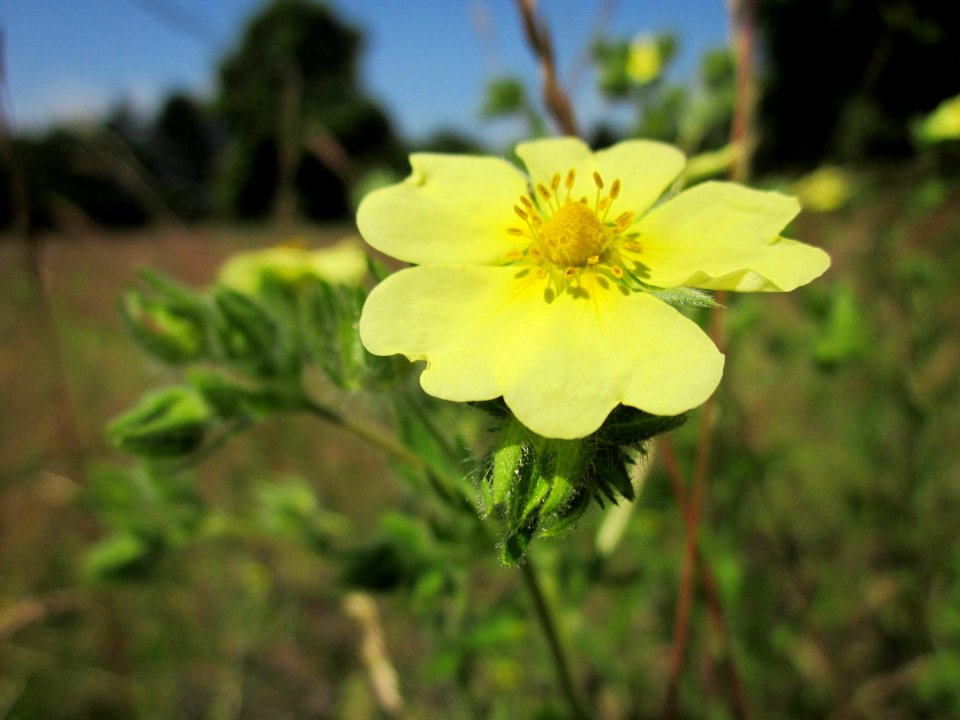 20130617Fingerkraut_Hockenheim1