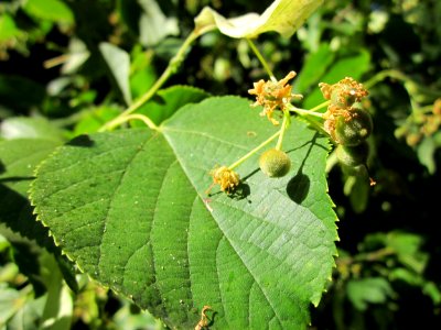 20130720Tilia_cordata2 photo