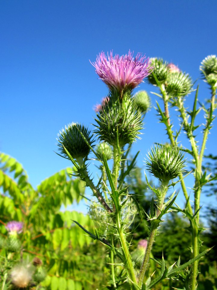20130802Cirsium_vulgare2