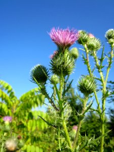 20130802Cirsium_vulgare2