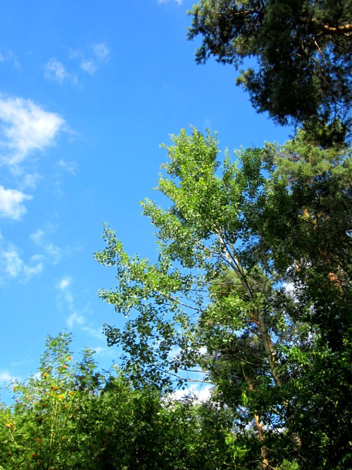 20130731Speyrer_Wald36