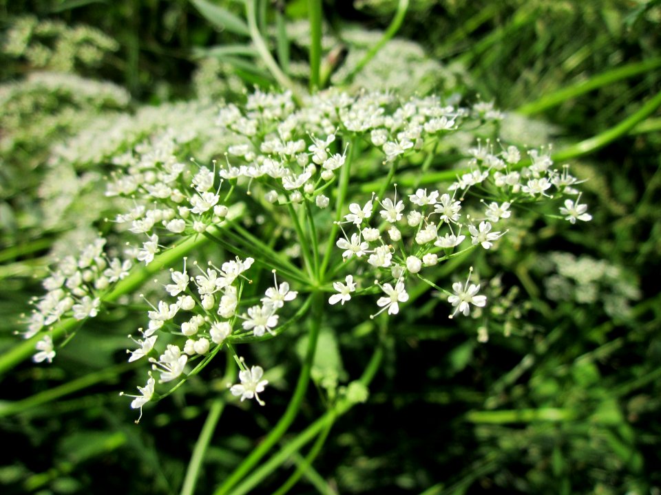 20130617Giersch_Schwetzinger_Hardt2