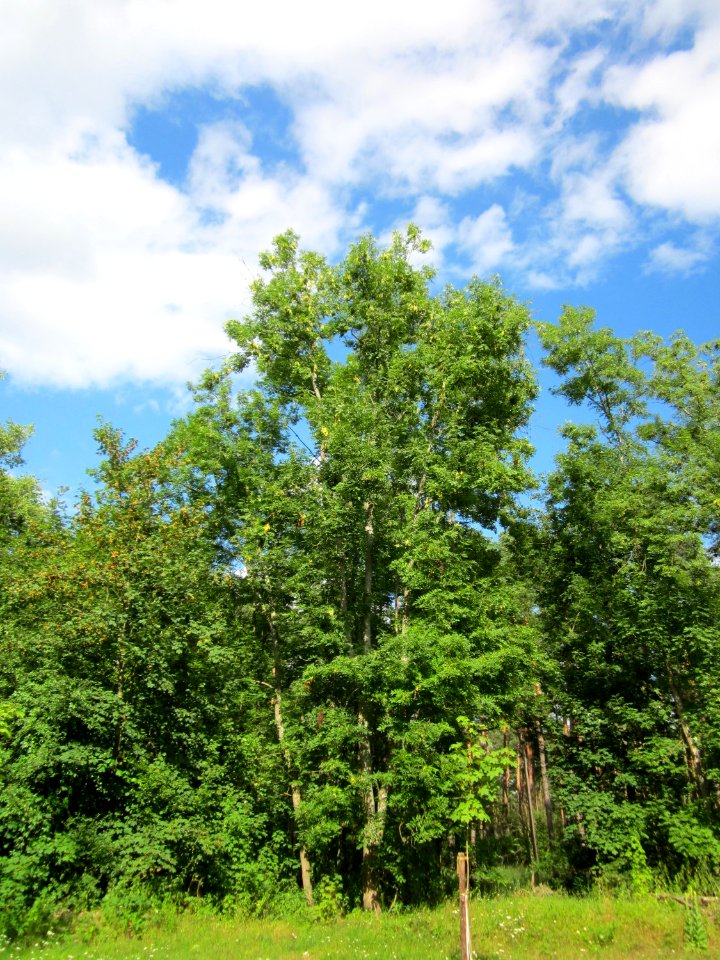 20130731Speyrer_Wald05