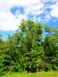 20130731Speyrer_Wald05