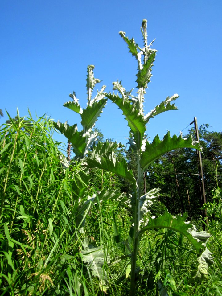 20130617Eselsdistel_Schwetzinger_Hardt1