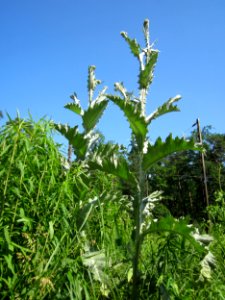 20130617Eselsdistel_Schwetzinger_Hardt1