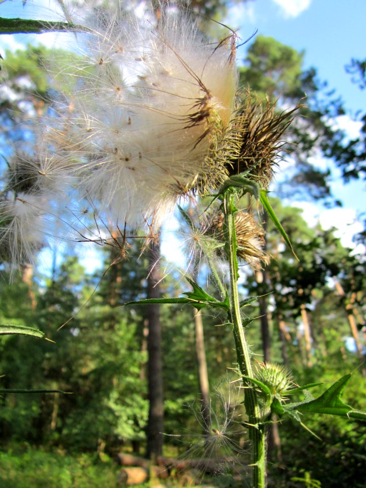 20130731Speyrer_Wald32