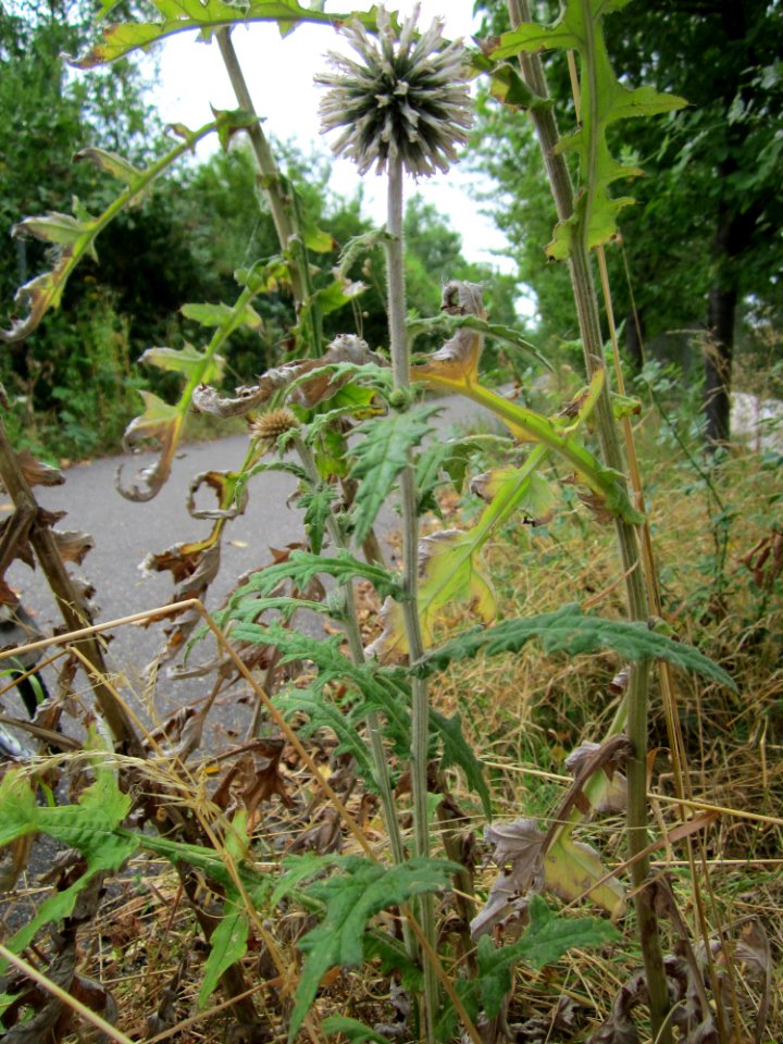 20130731Echinops_sphaerocephalus3