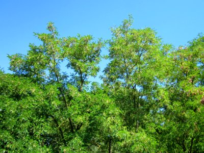 20130801Robinie_Schwetzinger_Hardt