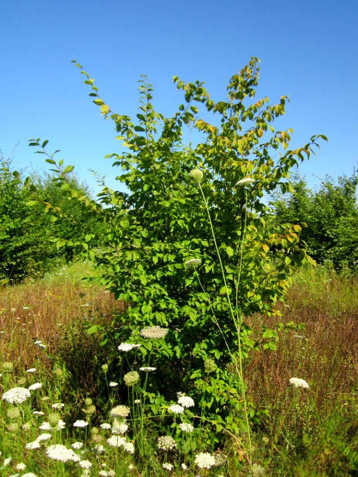 20130802Carpinus_betulus1