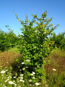 20130802Carpinus_betulus1