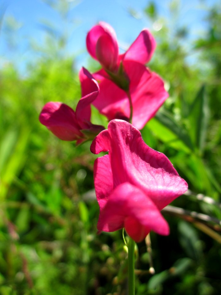 20130616Platterbse_Horststuecker