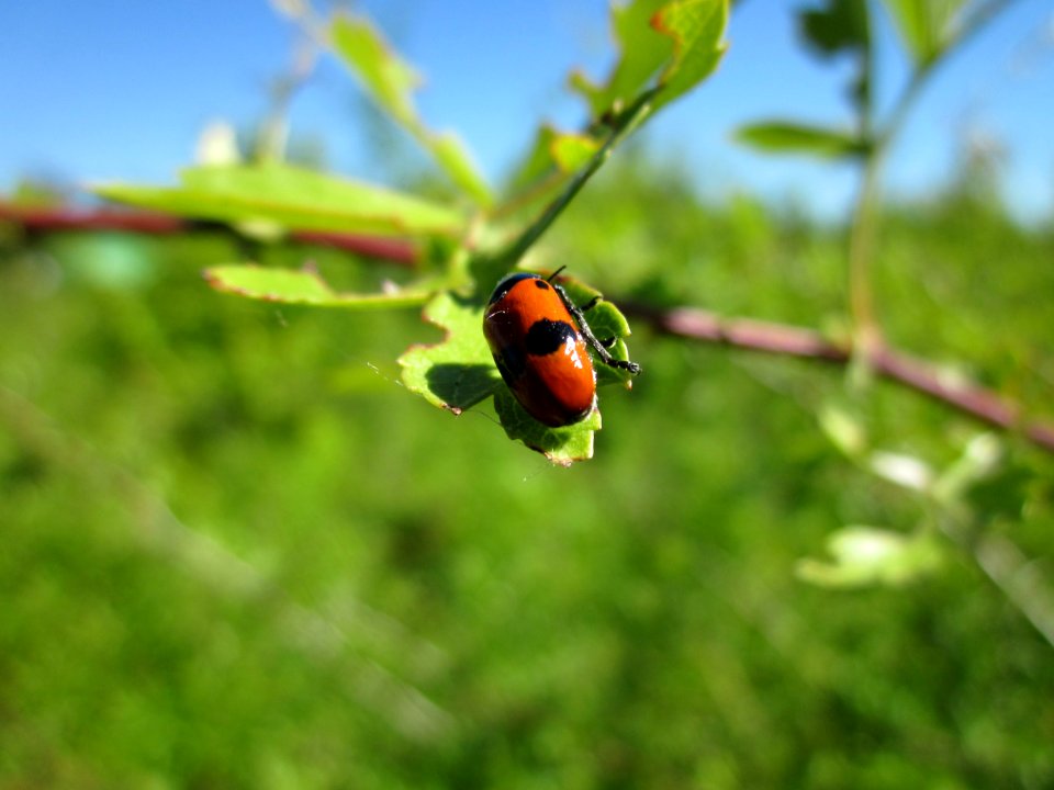 20130616Weissdorn_Horststuecker2