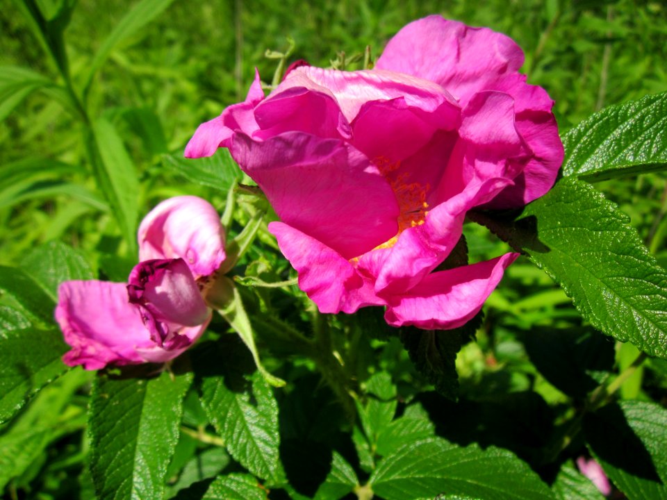 20130617Rose_Schwetzinger_Hardt3