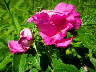 20130617Rose_Schwetzinger_Hardt3