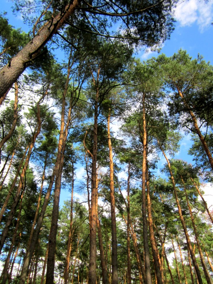 20130731Speyrer_Wald18