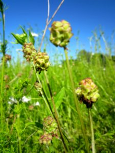 20130616Wiesenknopf_Horststuecker5