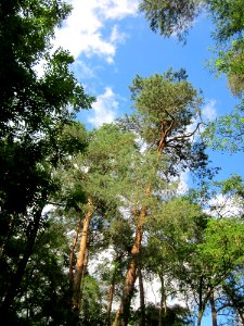 20130731Speyrer_Wald17