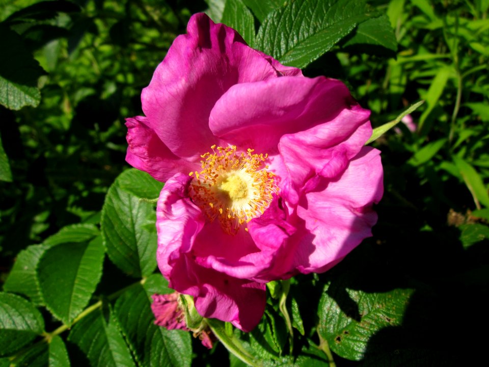 20130617Rose_Schwetzinger_Hardt2