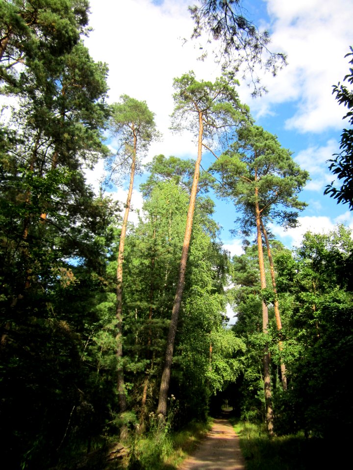 20130731Speyrer_Wald20