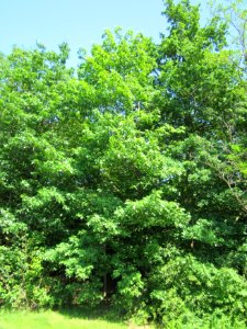 20130617Roteiche_Schwetzinger_Hardt1