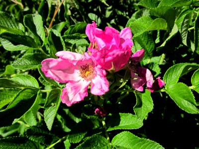 20130801Rose_Schwetzinger_Hardt2