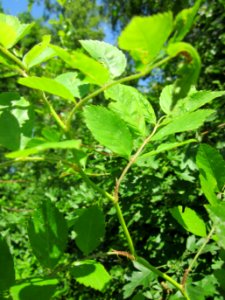 20130617Rosa_multiflora_Schwetzinger_Hardt7