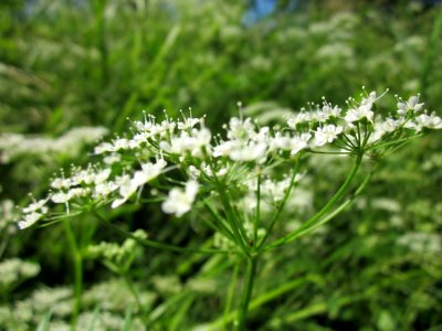 20130617Giersch_Schwetzinger_Hardt3