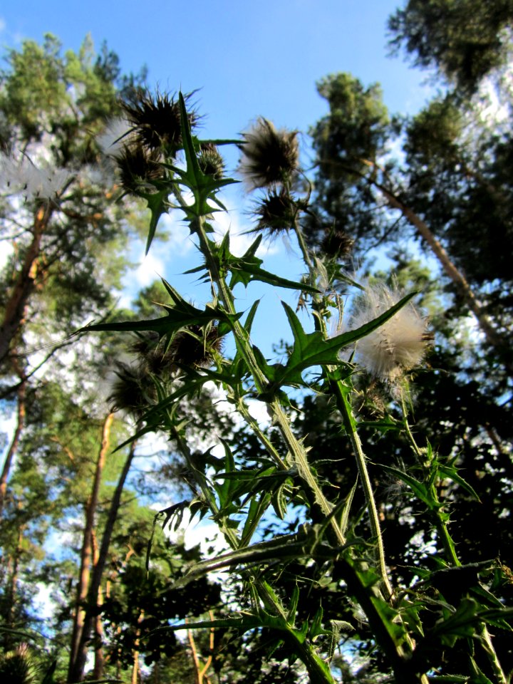20130731Speyrer_Wald31