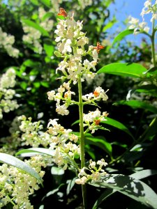 20130617Liguster_Hockenheim1