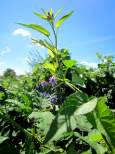 20130730Nachtschatten_Hockenheim2